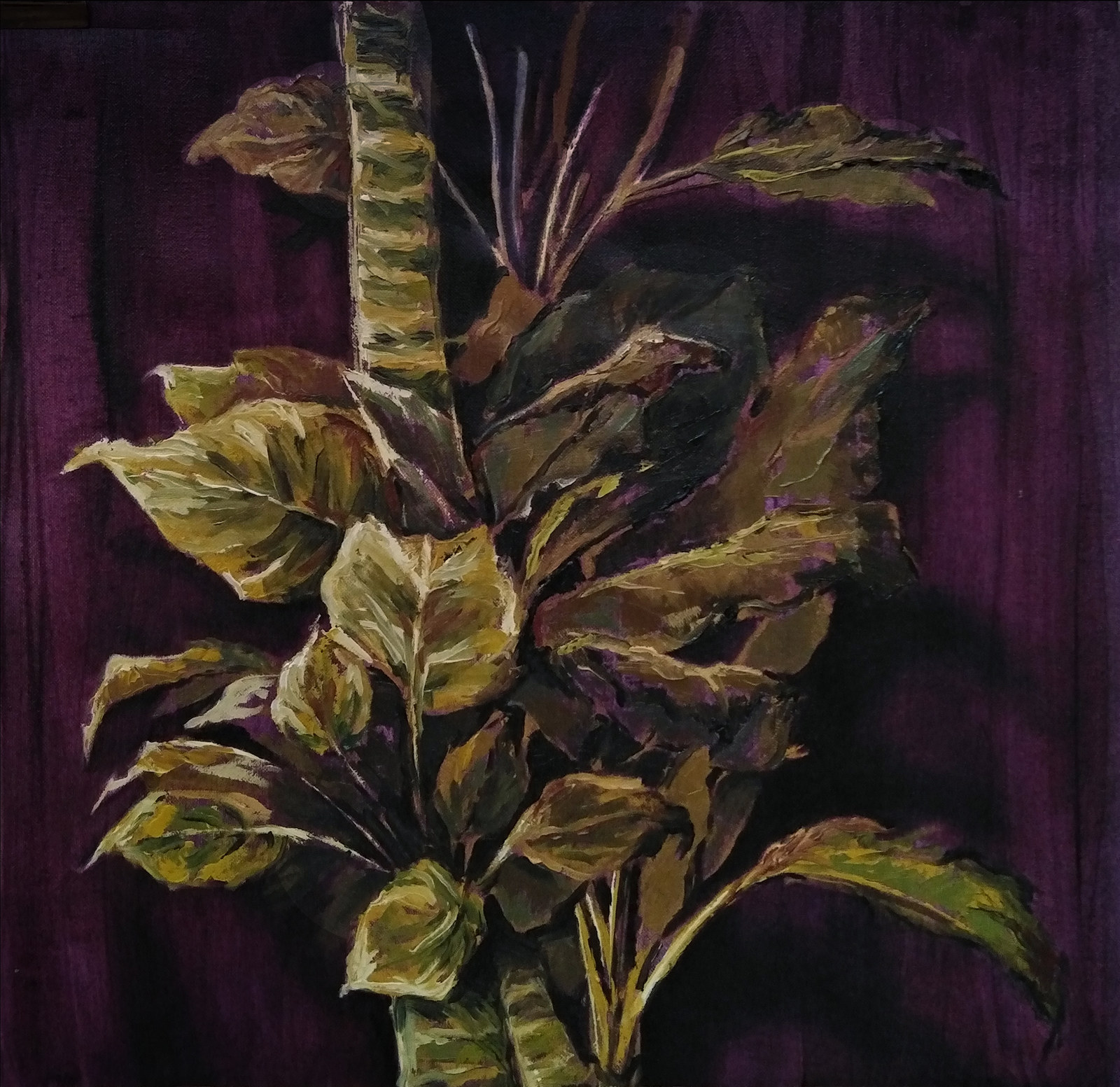 The Dieffenbachia, oil on canvas, 2020